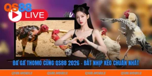 Đá gà thomo cùng QS88 2026 - Bắt nhịp kèo chuẩn nhất