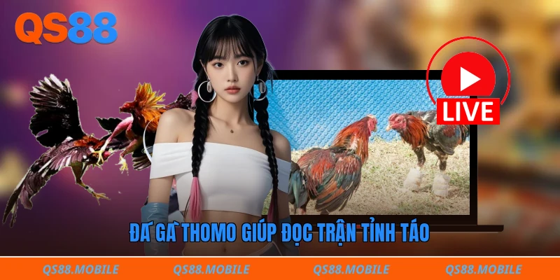 Đá gà thomo giúp đọc trận tỉnh táo