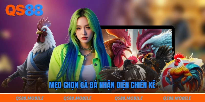 Mẹo chọn gà đá nhận diện chiến kê