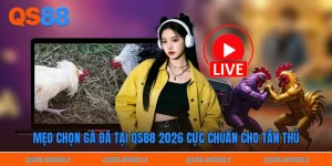 Mẹo chọn gà đá tại qs88 2026 cực chuẩn cho tân thủ